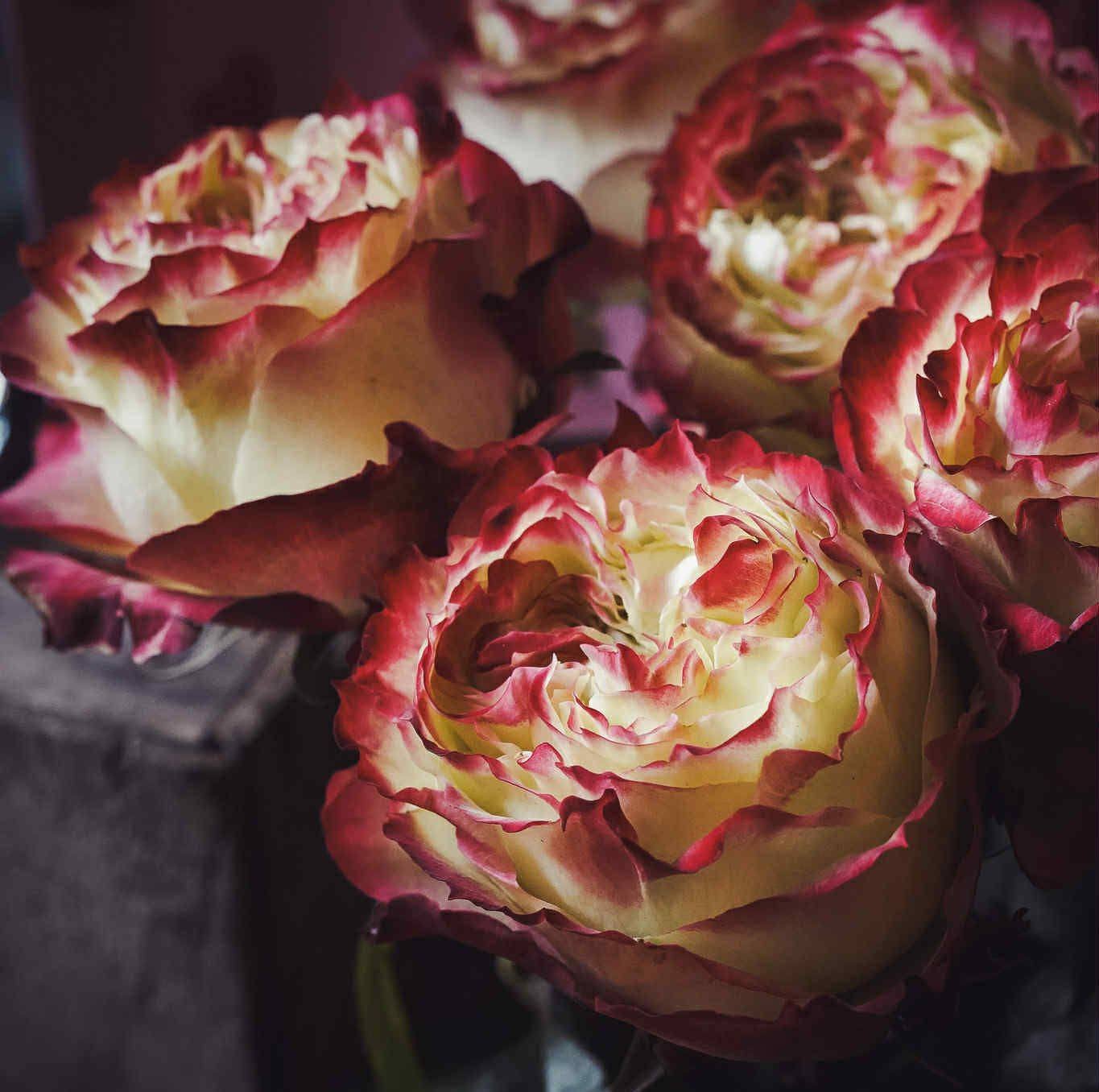 LULLABY SA fleuriste Surzur Roses Rose